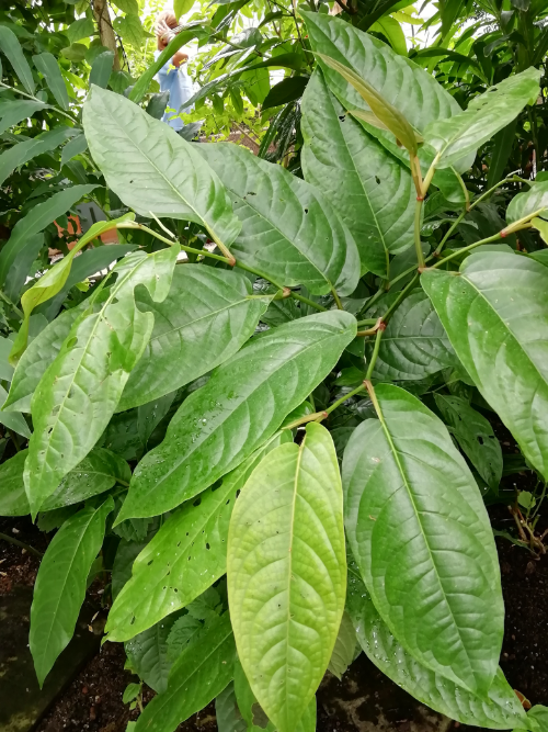 Ceylon Zimtbaum
