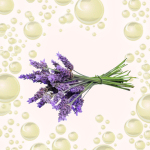Lavendelöl, naturreines ätherisches Öl